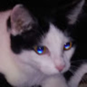 Meet your Posher, Joy